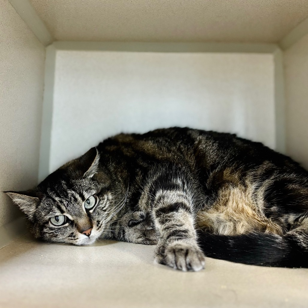 Cami, an adoptable Domestic Short Hair in Great Falls, MT, 59404 | Photo Image 1
