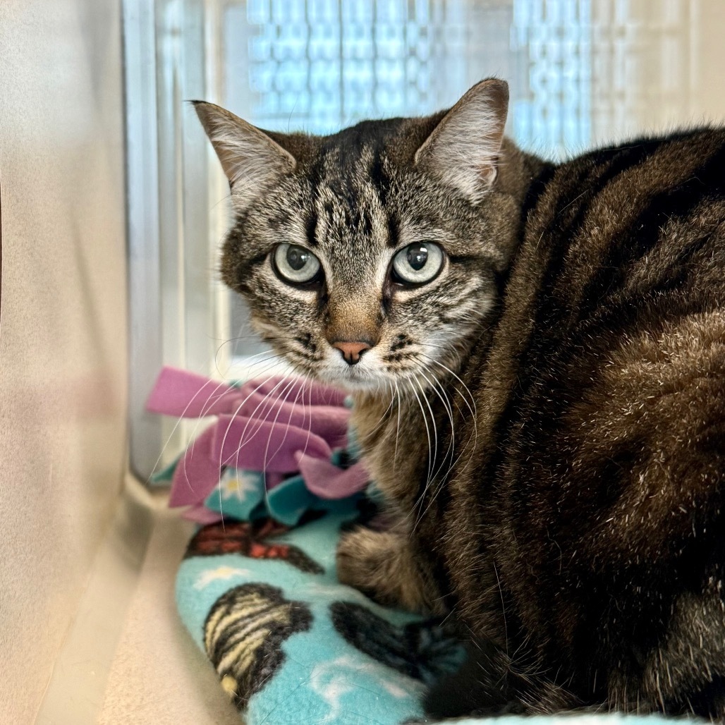 Cami, an adoptable Domestic Short Hair in Great Falls, MT, 59404 | Photo Image 2