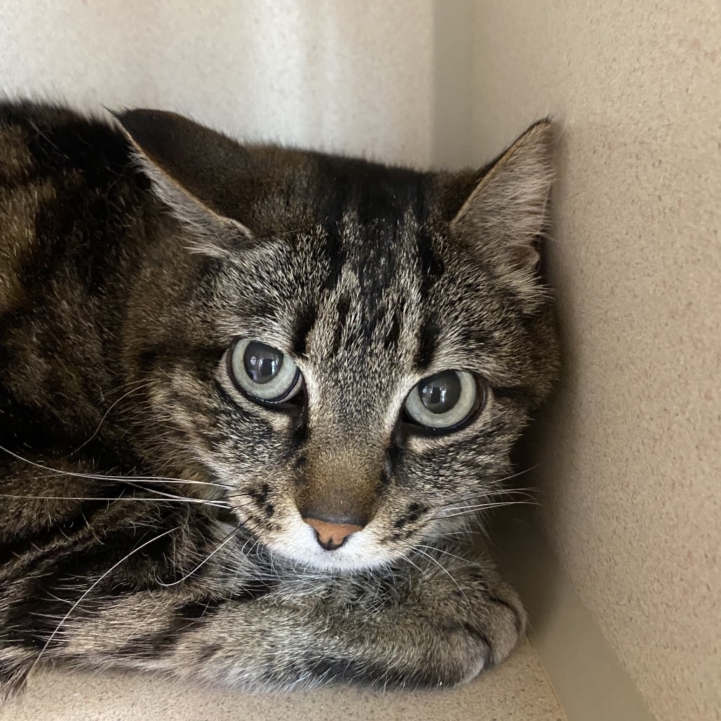Cami, an adoptable Domestic Short Hair in Great Falls, MT, 59404 | Photo Image 3