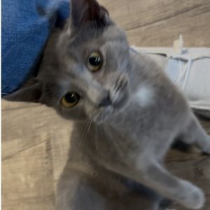 Graycie, Young Female Russian Blue
