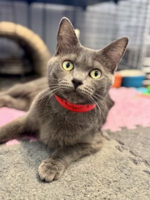 Cheese Burger, Adult Female Domestic Short Hair