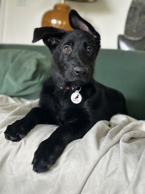 Introducing our new arrival Alinea Alinea is a snuggly brave and active puppyshes not afraid of