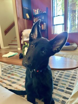 Alinea who goes by Alllie is a snuggly brave and active puppyshes not afraid of anything and will