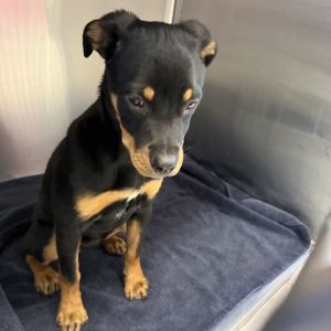 Kaziah, Baby Female Rottweiler