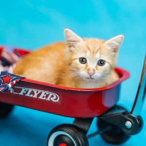 Niblet-C, Baby Male Domestic Short Hair