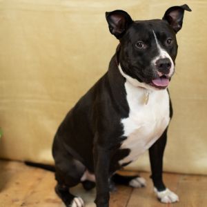Mikey Mike, Adult Male Pit Bull Terrier
