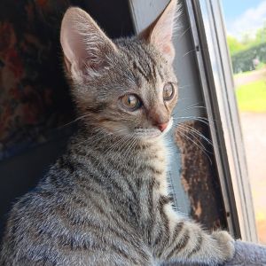 Helicopter, Baby Female Domestic Short Hair