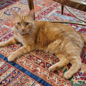 Carmine, Senior Male Domestic Short Hair
