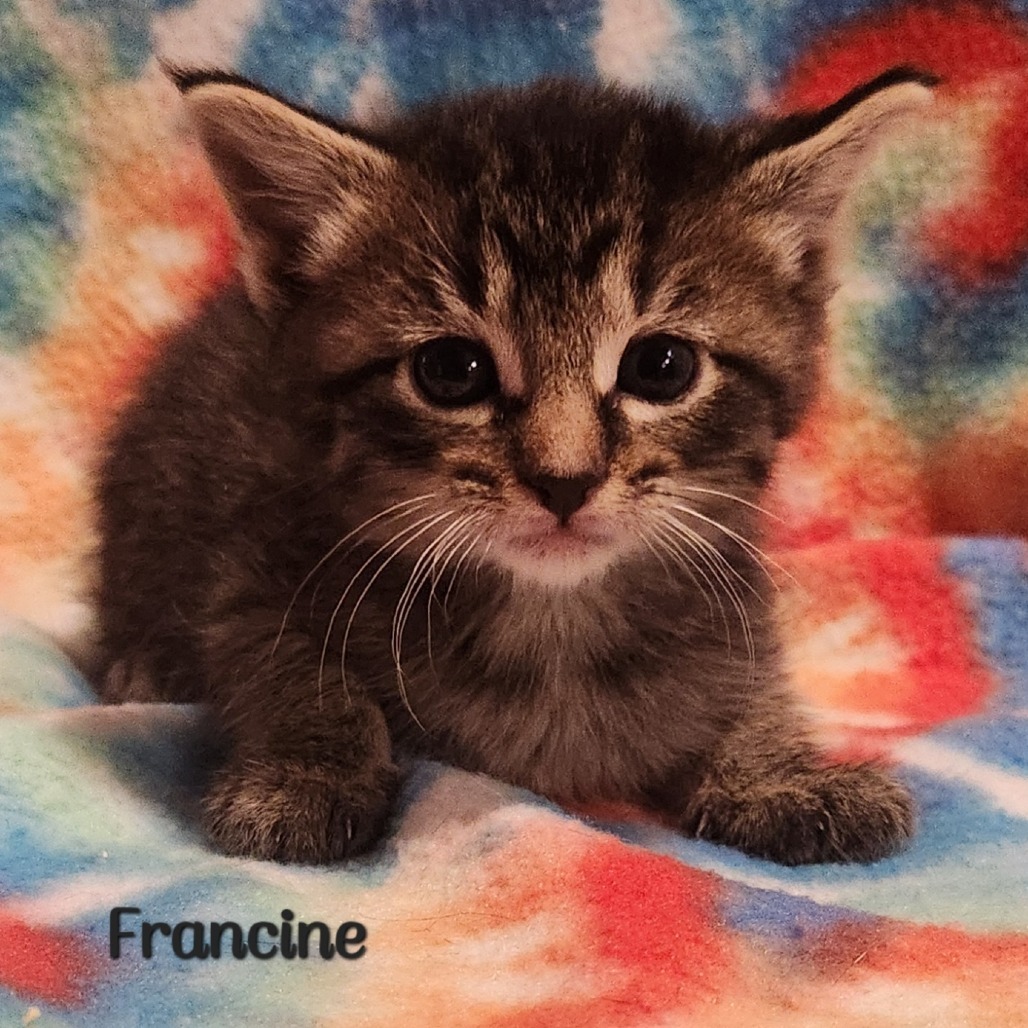 Francine