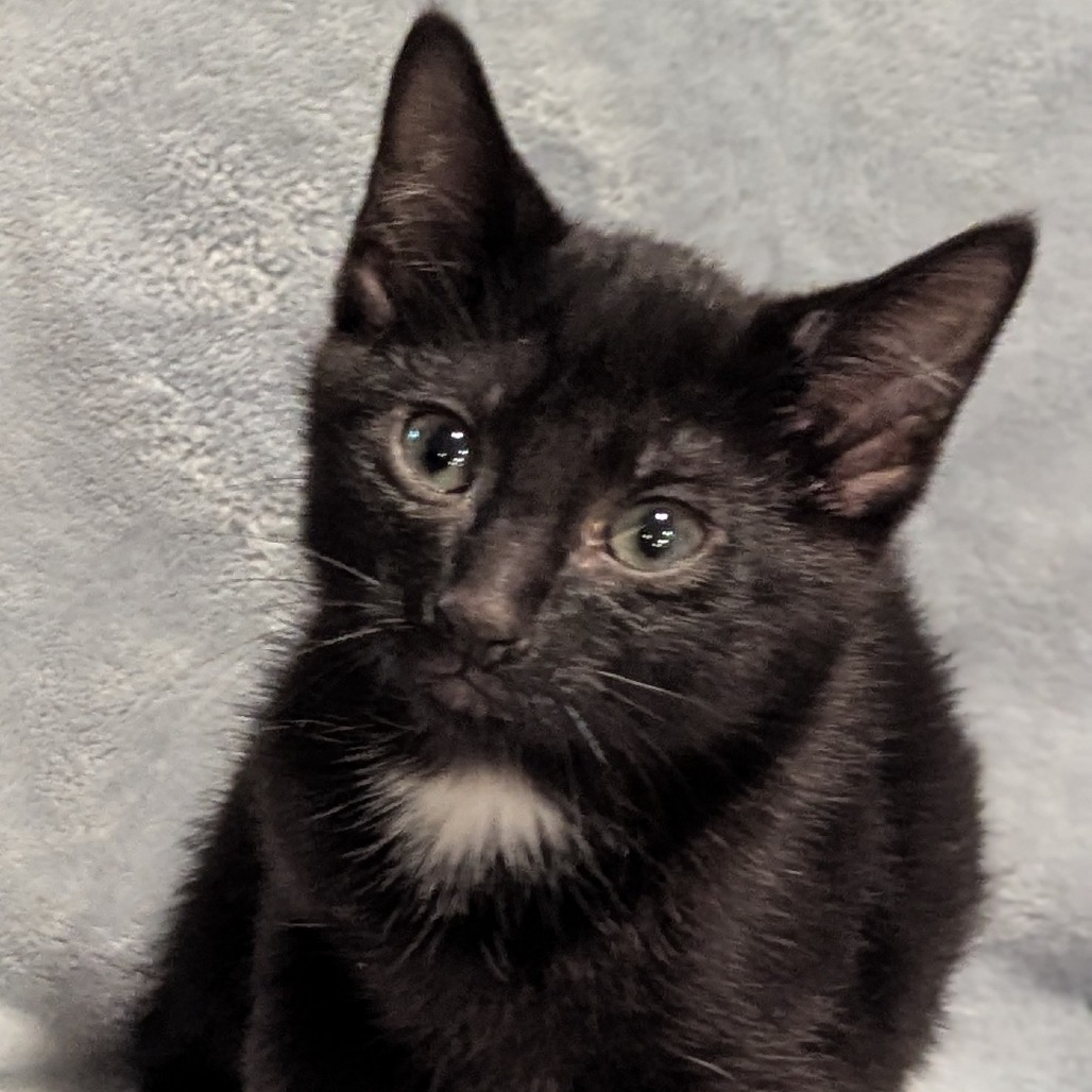 Foster