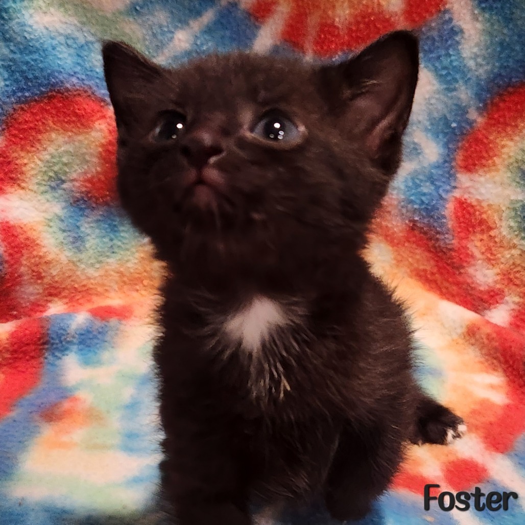 Foster