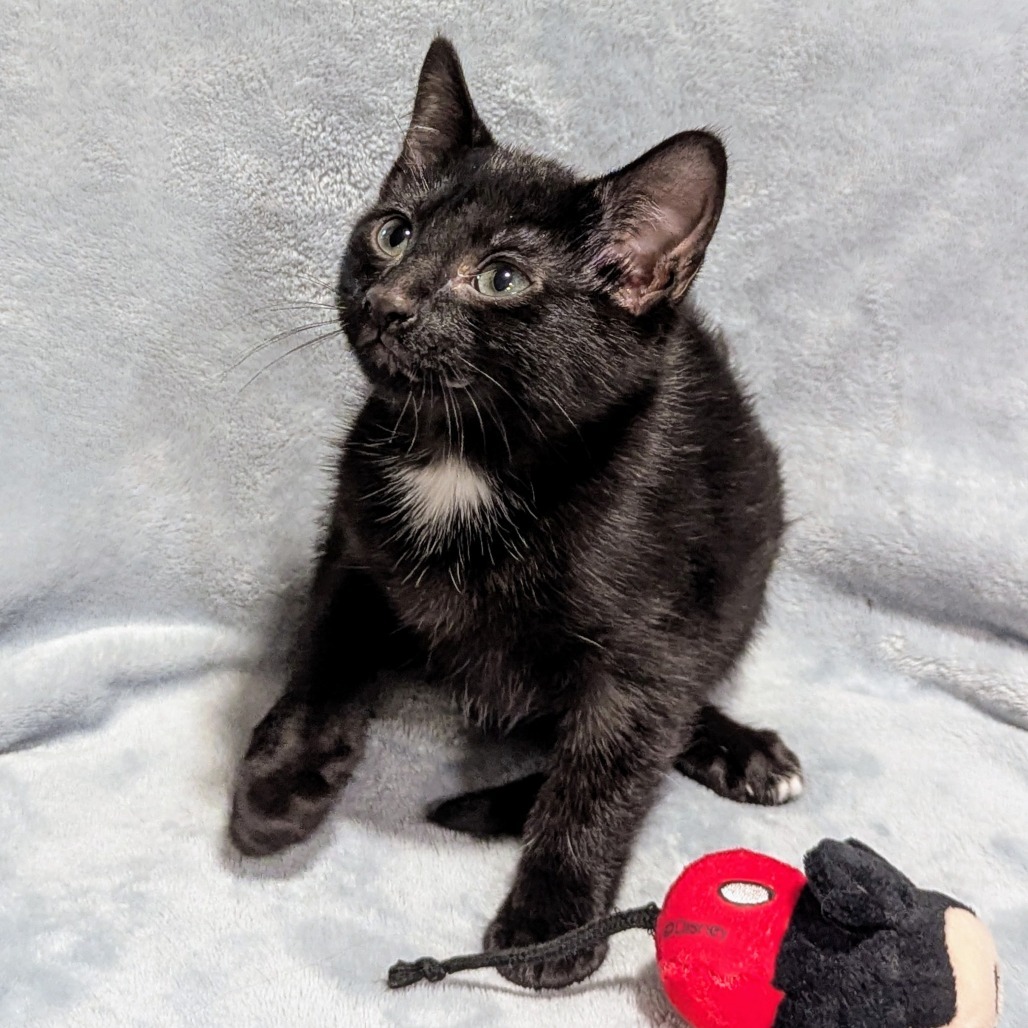 Foster