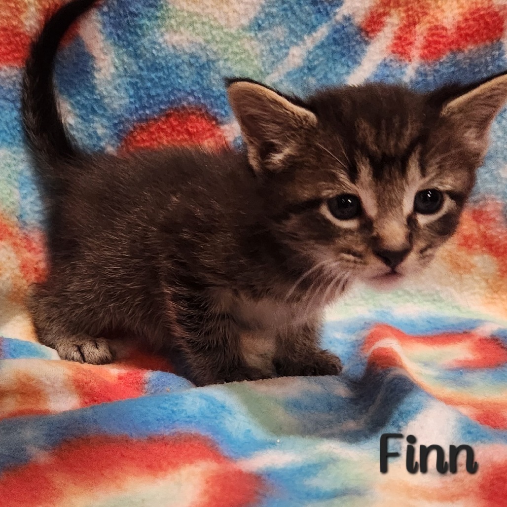 Finn