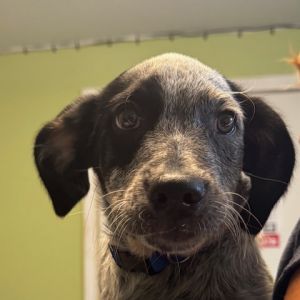 Duke