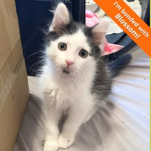 Bramble, Baby Male Domestic Medium Hair