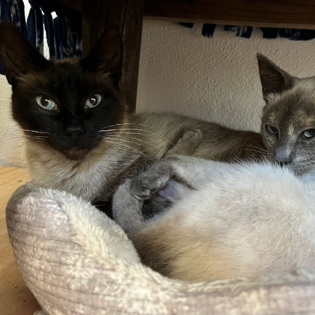 Tiffin, an adoptable Domestic Short Hair in Coos Bay, OR, 97420 | Photo Image 4