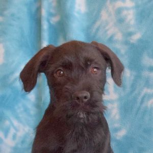 Antartica, Baby Male Black Labrador Retriever