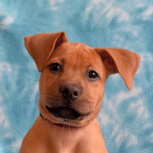 Bubbles, Baby Female Shepherd