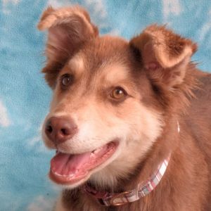 Minka, Baby Female Husky