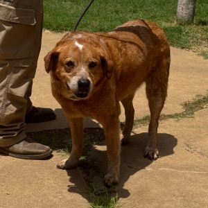 Barbie, Adult Female Cattle Dog