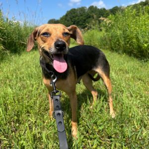 Cece, Adult Female Terrier