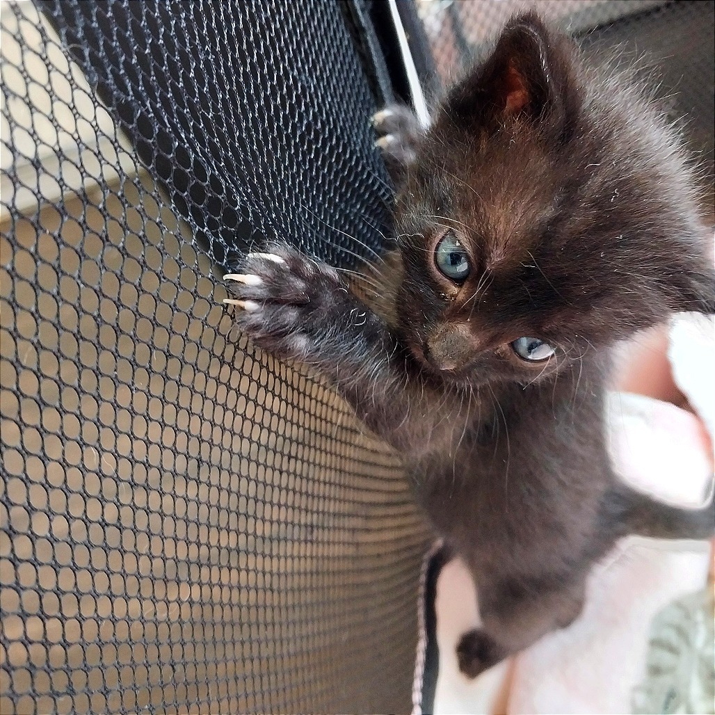 Luna