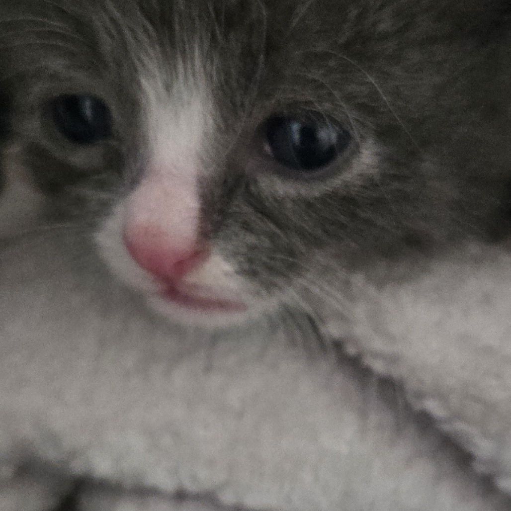 Clyde