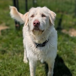 Gunther, Adult Male Labrador Retriever