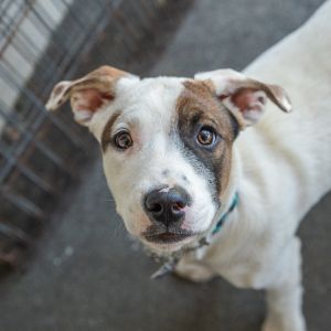 Yuma Mixed Breed Dog