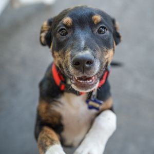 Mojave Mixed Breed Dog