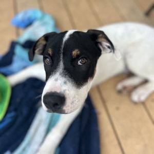Gobi Mixed Breed Dog