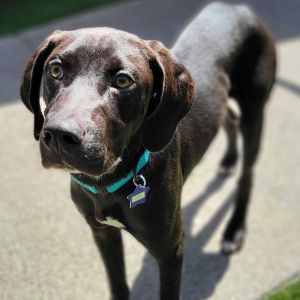 Luke Plott Hound Dog