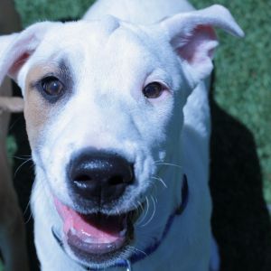 Kalahari Mixed Breed Dog