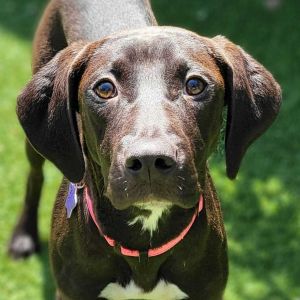 Hannah Plott Hound Dog