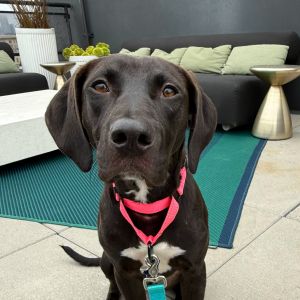 Meet your new best friend This adorable puppy is full of curiosity energy and endless potential 