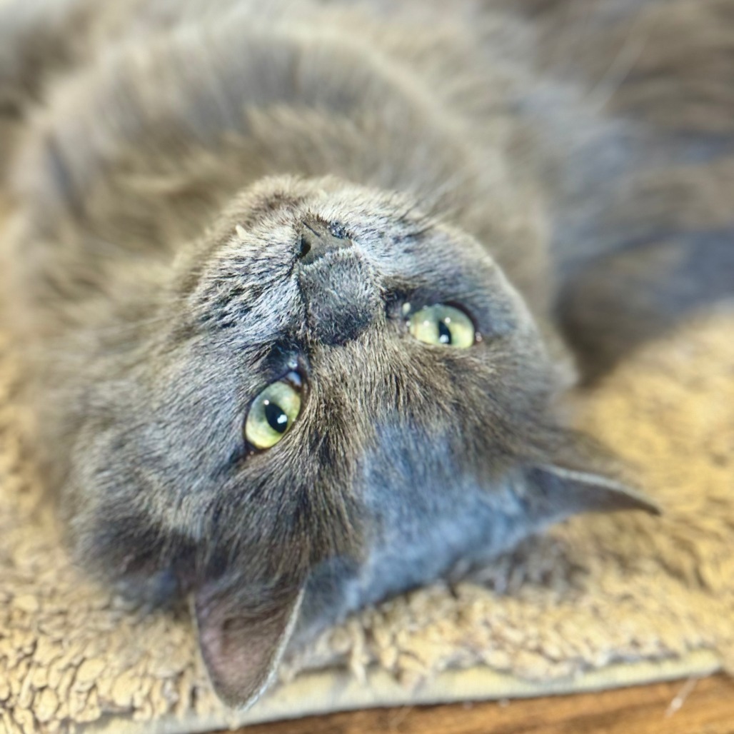 Chump, an adoptable Domestic Long Hair in Park Falls, WI, 54552 | Photo Image 1