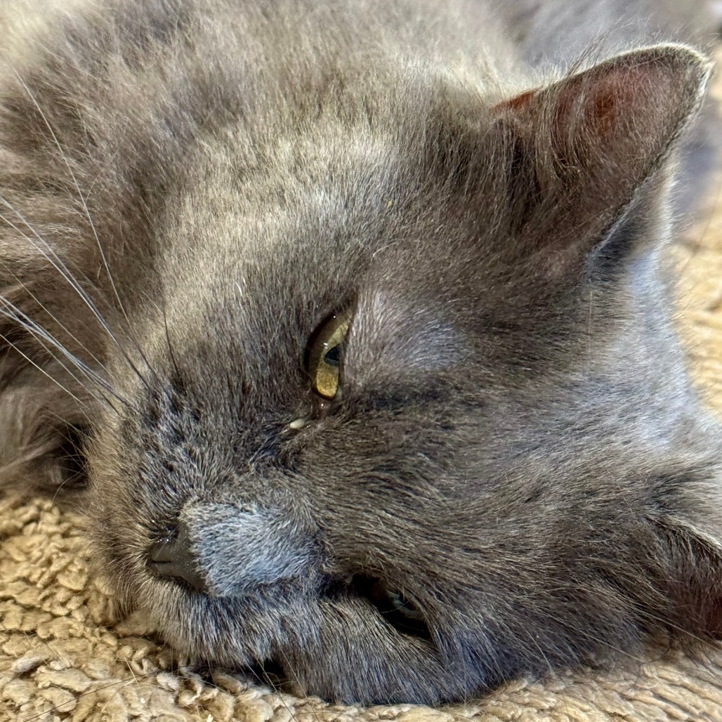 Chump, an adoptable Domestic Long Hair in Park Falls, WI, 54552 | Photo Image 3