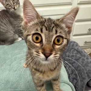 Chia, Baby Female Domestic Short Hair