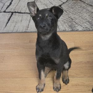 Ace, Baby Male Shepherd