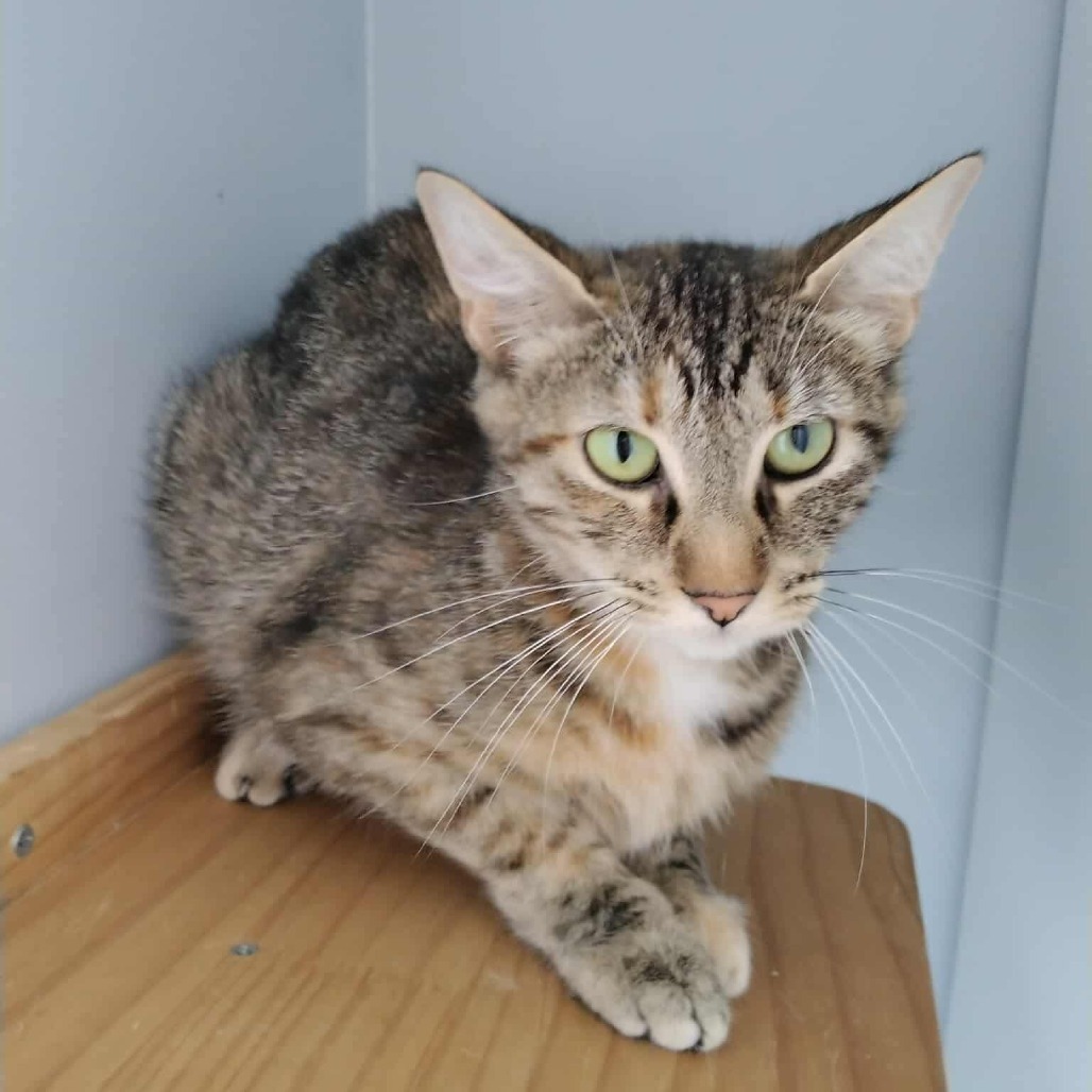 Tigerlily, an adoptable Domestic Short Hair in Duncan, OK, 73533 | Photo Image 1