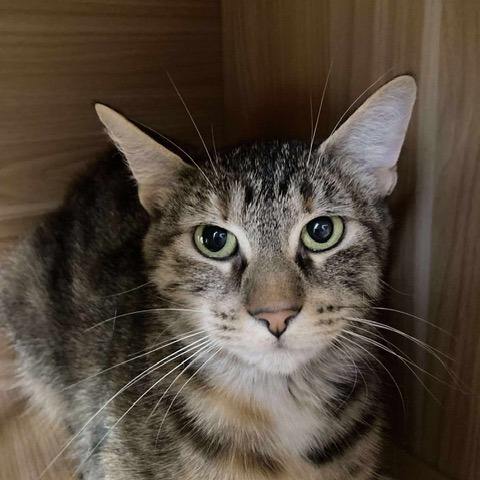 Tigerlily, an adoptable Domestic Short Hair in Duncan, OK, 73533 | Photo Image 1