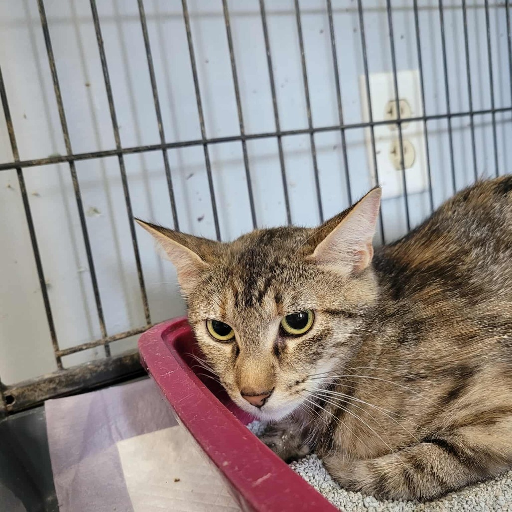 Tigerlily, an adoptable Domestic Short Hair in Duncan, OK, 73533 | Photo Image 2