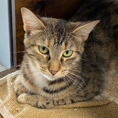Tigerlily, an adoptable Domestic Short Hair in Duncan, OK, 73533 | Photo Image 4
