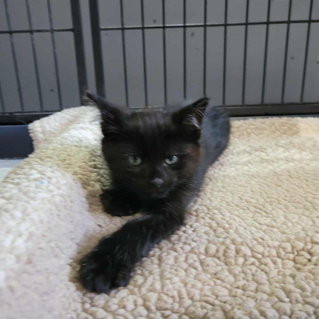 Storm, an adoptable Domestic Short Hair in Duncan, OK, 73533 | Photo Image 1