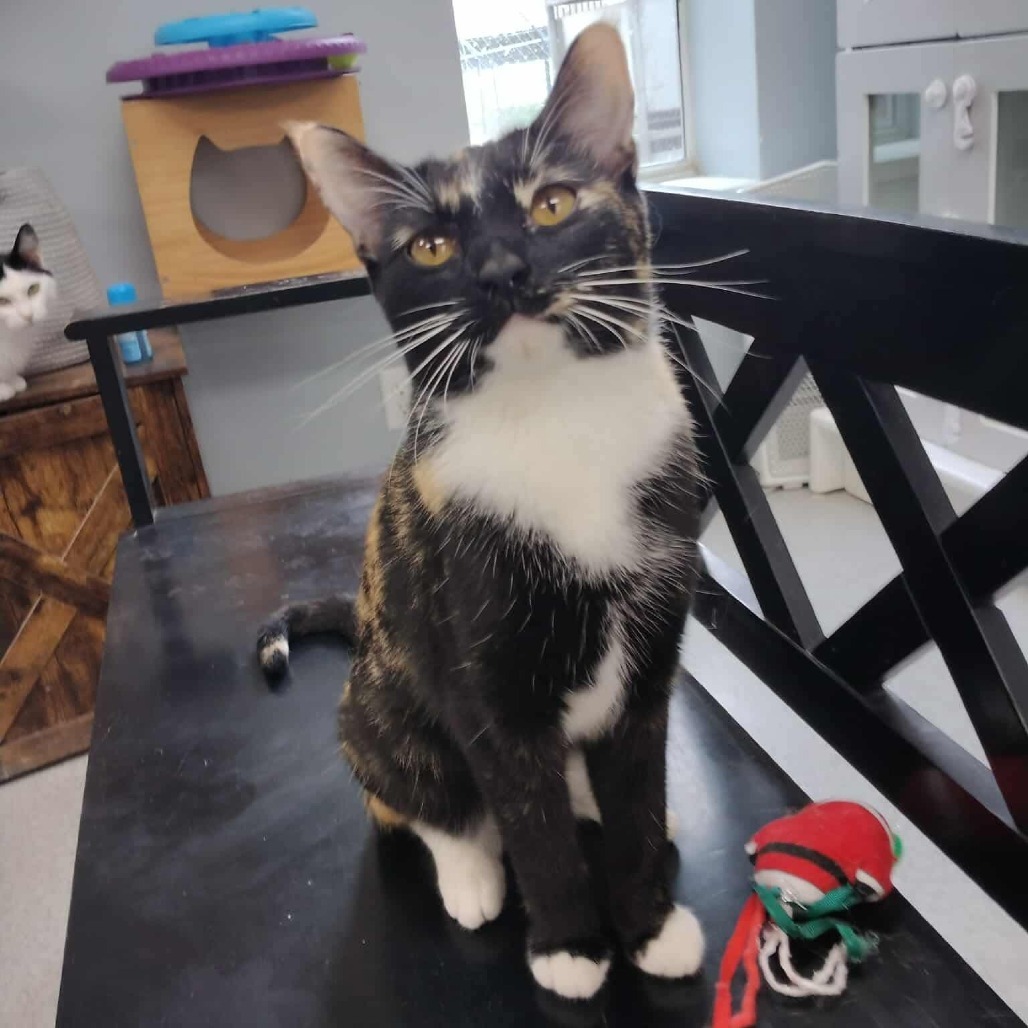 Mist, an adoptable Domestic Short Hair in Duncan, OK, 73533 | Photo Image 1