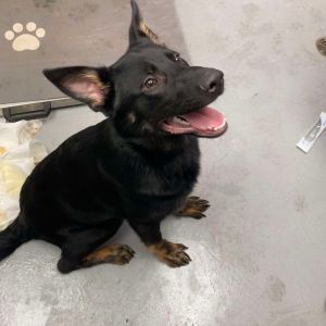 Buckley, Young Male German Shepherd Dog