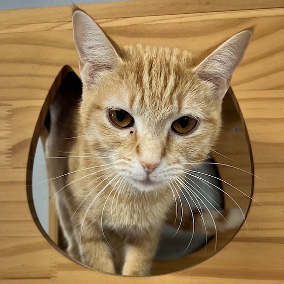 Peaches, an adoptable Domestic Short Hair in Duncan, OK, 73533 | Photo Image 1