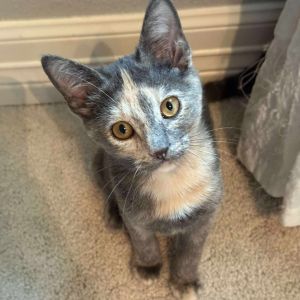 Meet Chardonnay the gorgeous dilute tortie kitten whose beauty is only matched by her dramatic lead
