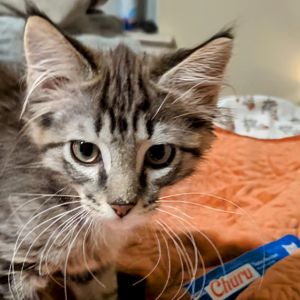 Meet Buttons a ridiculously handsome medium-haired grey tabby boy who looks like he belongs in a ro
