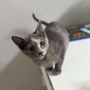 Meet Sangria the stunning dilute tortie kitten whos basically Chardonnays right paw - the Scar to